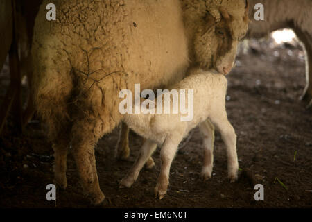 Un agneau suce le lait de sa mère dans un champ vert à Villaluenga del Rosario, dans le Parc National de Sierra de Grazalema, Cadiz Province, Andalusia, Spain Banque D'Images