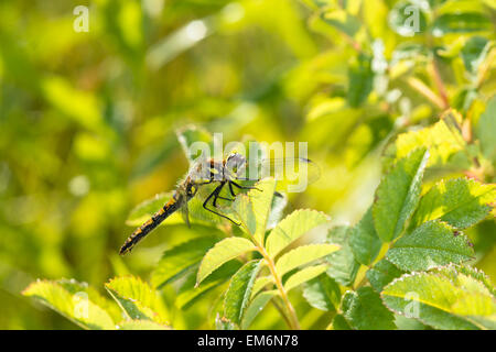 Meadowhawk noir femelle Sympetrum danae, libellule, perché sur folage tôt le matin soleil, Wagner Bog Natural Area Banque D'Images