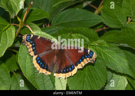 Cape de deuil, Nymphalis antiopa papillon, perché sur le feuillage d'été, Wagner Bog Natural Area, Alberta Banque D'Images