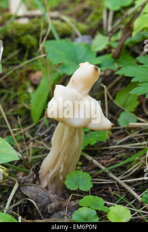 Lutin blanc selle, Helvella crispa, poussant sur le sol forestier, Wagner Bog, Alberta Banque D'Images