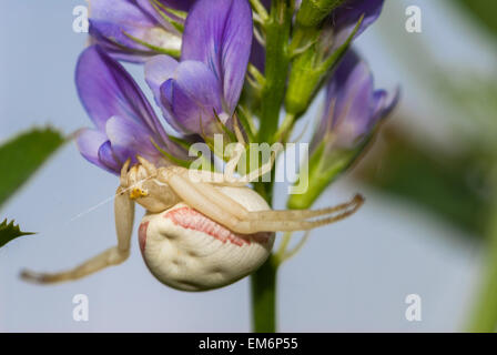 Libre d'un crabe, la verge d'araignée Misumena vatia, guettant ses proies sous les fleurs de la luzerne, Medicago sativa Banque D'Images