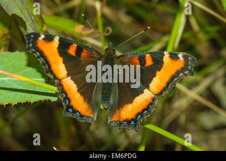 L'écaille de Milbert, Nymphalis milberti papillon, l'un des premiers papillons pour être vu au printemps, de l'Alberta Banque D'Images