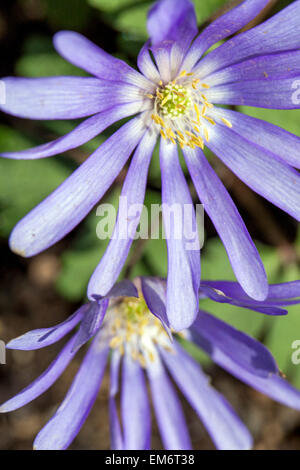 Anemone blanda fleur. Floraison Windflower Hiver Banque D'Images