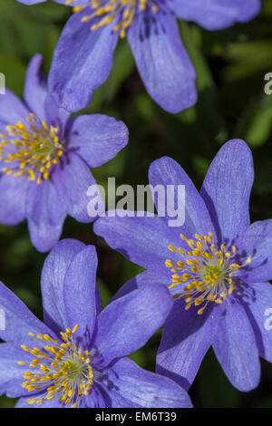 Anemone blanda fleur. Floraison Windflower Hiver Banque D'Images