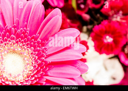 Beau rouge bouquet de fleurs du jardin. Les pétales des fleurs sont fraîches et lumineuses attirent les abeilles locales. P Banque D'Images