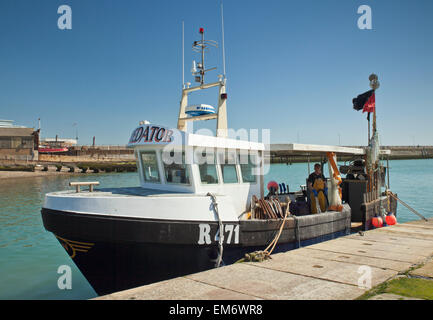 Bateau de pêche prédateur revient au port avec une capture de bulots, (due à l'exportation vers le Japon et Corée). Banque D'Images