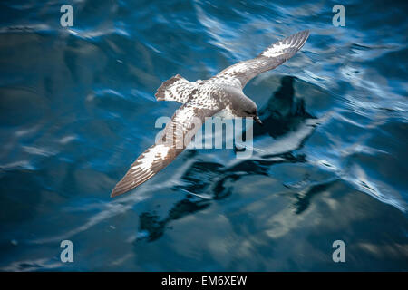 (Daption capense Cape petrel), également appelé Cape pigeon ou pétrel pintado, Antarctique Banque D'Images