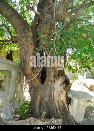 Arbre de plus de cent ans dans le village de mûrier et ville rassemblement traditionnel des villageois. Banque D'Images