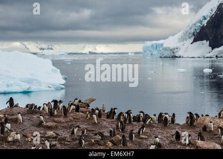 Colonie de manchots Gentoo, Neko Harbour, Anarctica Banque D'Images