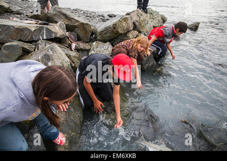 Les enfants et les captures de saumon jeter sur l'accès à la porte de Salomon Gulch Hatchery près de Valdez, en Alaska. Banque D'Images