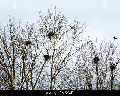 Photographie de nid de nids dans les arbres qui n'ont pas encore reçu leurs feuilles d'été en Angleterre Devon UK Banque D'Images