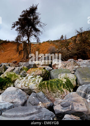 Une photographie de roches utilisées comme des protections côtières sous falaises érodées à l'est du Devon Seaton Angleterre UK Banque D'Images