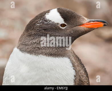 Close up d'une Gentoo pingouin (Pygoscelis papua), Neko Harbour, l'Antarctique Banque D'Images