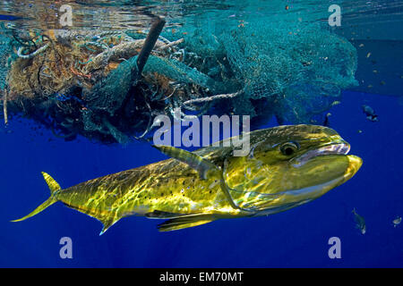 Mahi Mahi aux couleurs vives ou Coryphène (Coryphaena hippurus) près de filet de pêche et des cordages flottant en surface Banque D'Images