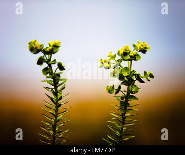 D'étranges plantes jaunes et verts se soulever contre un gradient de couleur floue de la terre et le ciel dans une très faible profondeur de champ Banque D'Images