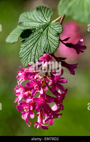 Ribes sanguineum, de cassis Banque D'Images