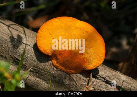 Pycnoporus coccineus, support Orange Banque D'Images