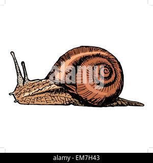 escargot Illustration de Vecteur