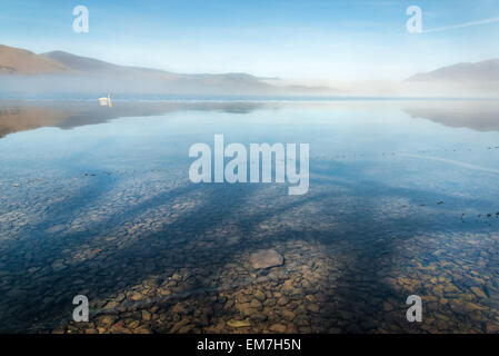 Cygne sur Derwent Water Banque D'Images