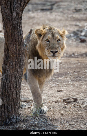 Lion d'Asie (Panthera leo persica), homme, Rif ou zone d'interprétation Devalia Safari Park, Rif Forest National Park Banque D'Images