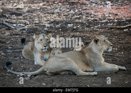 Lion d'Asie (Panthera leo persica), femme, la lionne avec ses petits, Rif ou zone d'interprétation Devalia Safari Park Banque D'Images