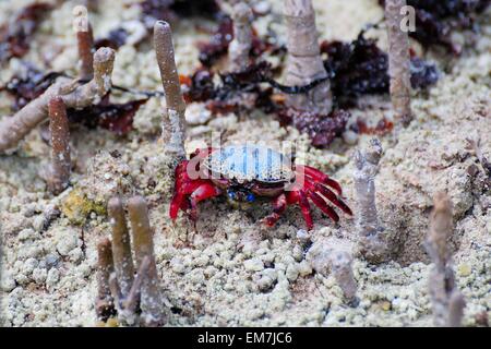 Fiddler Crab (UCA) tetragonon sans griffes pleinement développée, l'île Curieuse, Seychelles Banque D'Images