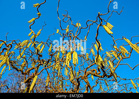 Corkscrew Hazel (Corylus avellana contorta), Allemagne Banque D'Images