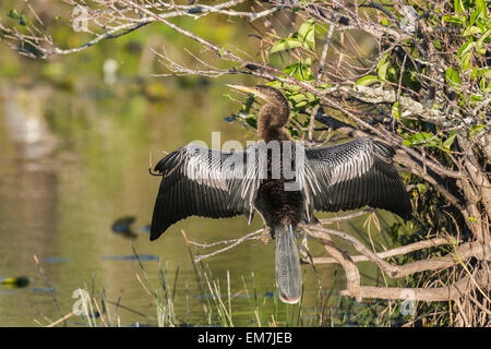 Anhinga ou American vert (Anhinga anhinga) sécher ses ailes au soleil, le Parc National des Everglades, Florida, United States Banque D'Images