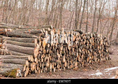 Gros tas de bois dans la forêt Banque D'Images