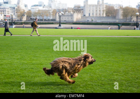 Londres, Royaume-Uni. Apr 17, 2015. Les larmes d'un chien passé dans la poursuite d'une balle le long de la Tamise, près de la GLA. Crédit : Dave Stevenson/Alamy Live News Banque D'Images