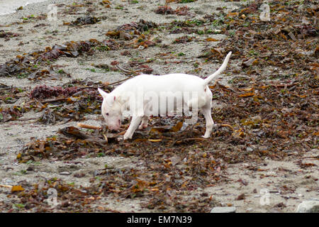Trois pattes English Bull Terrier chien sur la plage Banque D'Images