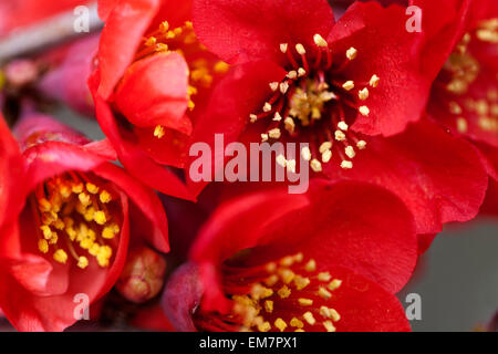 Coing fleuri Chaenomeles superba Nicoline dans un jardin Banque D'Images