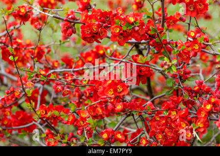 Arbuste à floraison printanière Rouge Chaenomeles x superba 'Nicoline' fleurs de coing japonais Chaenomeles 'Nicoline' fleurs sur branches Banque D'Images