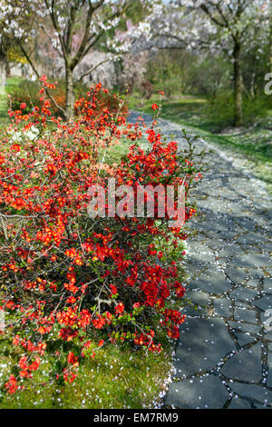 Coing rouge Chaenomeles japonica dans un jardin de printemps japonais fleurs chemin à travers le jardin japonais Banque D'Images