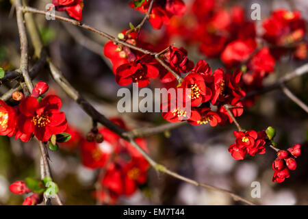 Flowering quince Chaenomeles japonica dans un jardin Banque D'Images