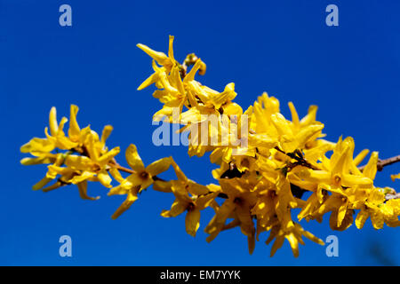 Forsythia x intermedia, Close up Banque D'Images