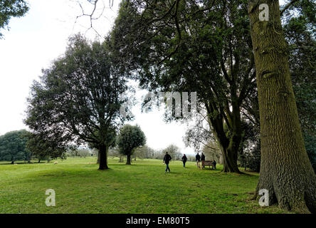 À côté d'Hidcote Manor Gardens, Gloucestershire, Royaume-Uni, agneaux jouer à côté de leur mère brebis dans les terres agricoles Banque D'Images