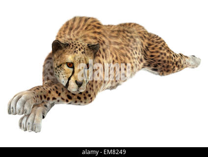 Numérique 3D render of a cheetah repos isolé sur fond blanc Banque D'Images