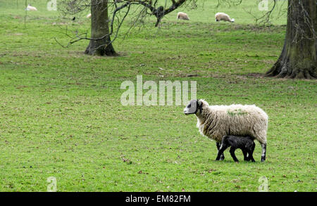 Agneaux jouer à côté de leur mère brebis dans les terres agricoles adjacentes à Hidcote Manor Gardens, Gloucestershire, Royaume-Uni Banque D'Images