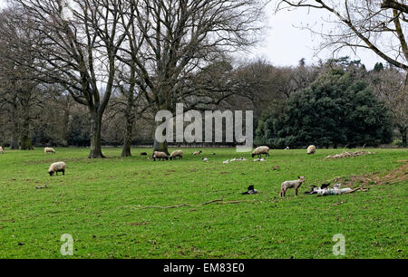 Agneaux jouer à côté de leur mère brebis dans les terres agricoles adjacentes à Hidcote Manor Gardens, Gloucestershire, Royaume-Uni Banque D'Images