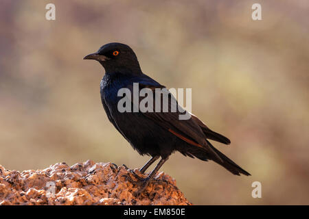Pale-winged starling (Onychognathus nabouroup), Spitzkoppe, Damaraland, Namibie Banque D'Images