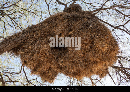 Grand weaver nid d'oiseau dans un arbre, la Namibie Banque D'Images