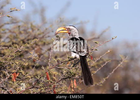 Calao à bec jaune (Tockus leucomelas) reposant sur un chameau thorn tree, Etosha National Park, Namibie Banque D'Images