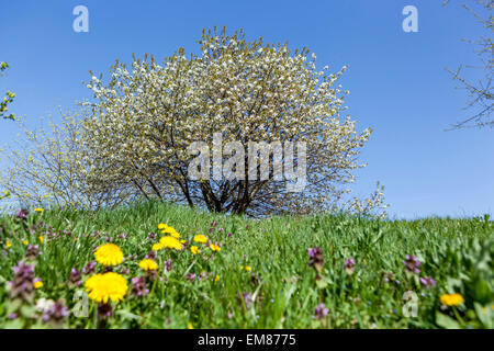 Fleurs d'herbe de cerisier fleurs ciel printemps prairie pelouse fleur de pissenlit, arbre à feuilles caduques fleur de printemps prairie Banque D'Images