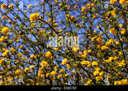 Kerria japonica fleurs de printemps arbuste jaune, fleurs, Bush, plante Banque D'Images