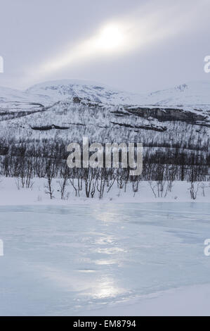 Les petits bouleaux Downy près de Kilpisjärvi Banque D'Images