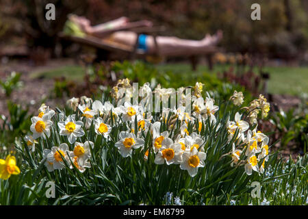 Femme de bain de soleil dans le jardin de printemps tôt, jonquilles jardin de pelouse scène de printemps femme narcisses moderne Banque D'Images