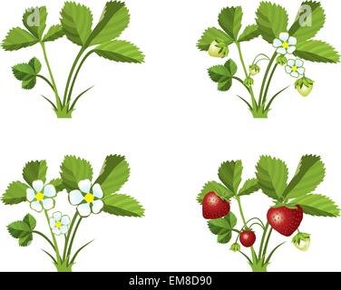 Phases de croissance fraise Illustration de Vecteur