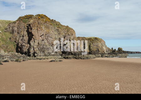 Cliffs à lunan bay angus ecosse avril 2015 Banque D'Images