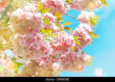 Floraison de fleurs de cerisier rose plus de ciel bleu. Arbre Sakura en fleurs. Les fleurs du printemps. Banque D'Images